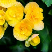 begonia_vered_yellow (1)